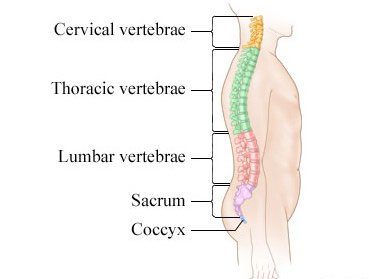 Degenerative Disc Disease